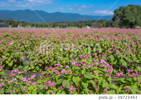 吉野ヶ里遺跡　吉野ヶ里歴史公園　赤ソバの花が満開 39723463