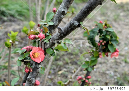 ボケ ボケ 39723495