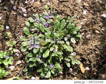 ジコクノカマノフタ 地獄の釜の蓋 キランソウ 金らん小草 ジコクノカマノフタ 地獄の釜の蓋 キランソウ 金らん小草 39723540