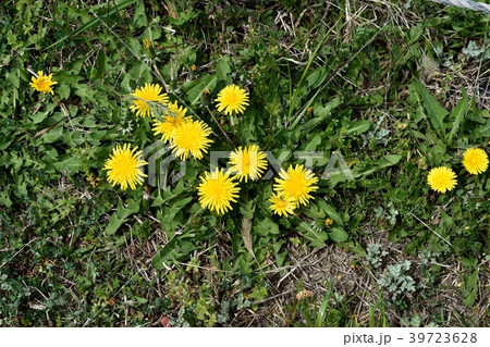 タンポポ タンポポ 39723628