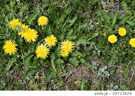 タンポポ 39723629
