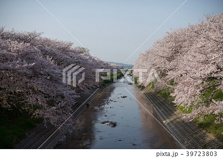 日本の花、桜並木と河川に菜の花が咲いている2018 日本の花、桜並木と河川に菜の花が咲いている2018 39723803