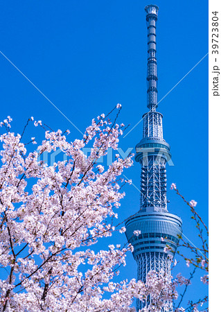 《東京都》春の東京・桜とスカイツリー 《東京都》春の東京・桜とスカイツリー 39723804