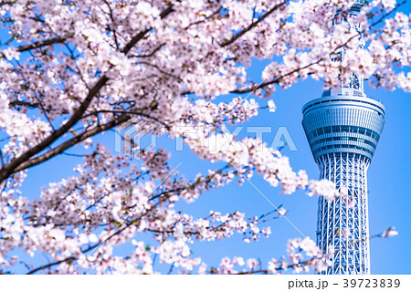 《東京都》春の東京・桜とスカイツリー 39723839