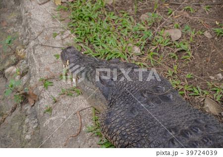 フィリピンワニ 39724039