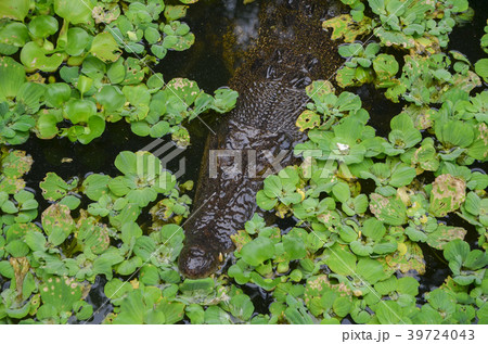 フィリピンワニ 39724043