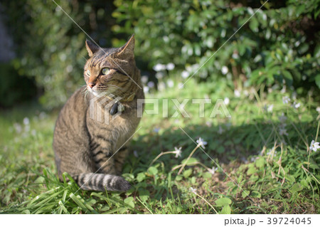 キジトラ猫と白い花 39724045