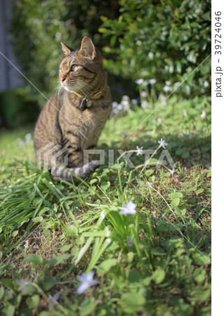 キジトラ猫と白い花 39724046