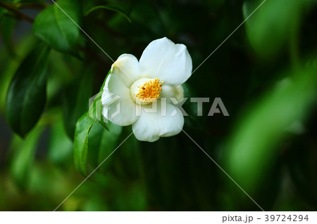 咲き始めた、白いヤブツバキの花 39724294