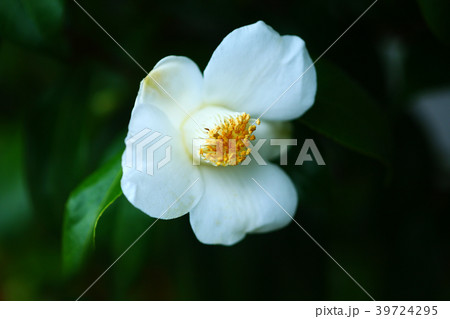 咲き始めた、白いヤブツバキの花 39724295