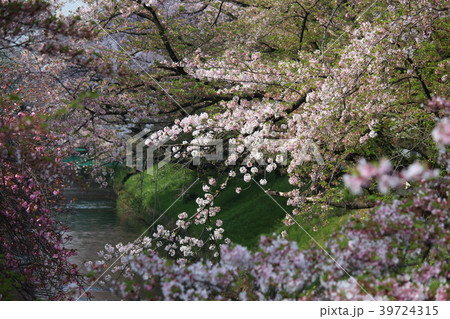 春　桜　さくら　サクラ開花 39724315