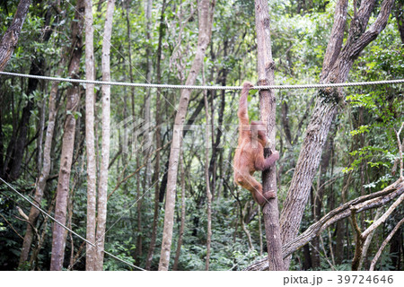 野生の子供オランウータン 野生の子供オランウータン 39724646