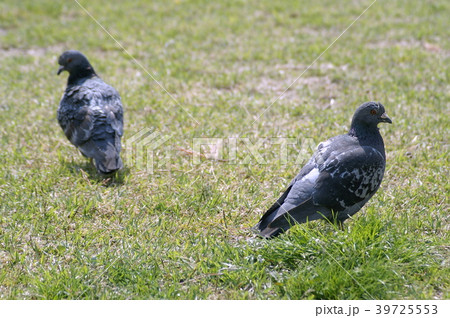 鳩 鳩 39725553