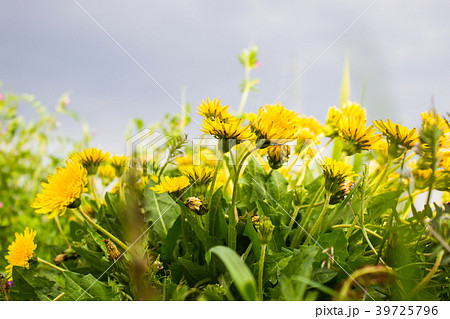 タンポポ 39725796