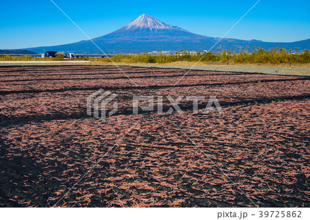 桜えび 静岡県 桜えび 静岡県 39725862