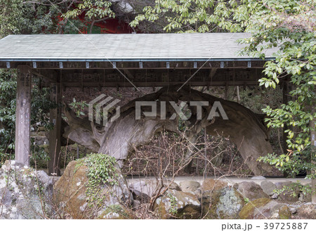 箱根神社のけけら木(神奈川県箱根町) 箱根神社のけけら木(神奈川県箱根町) 39725887