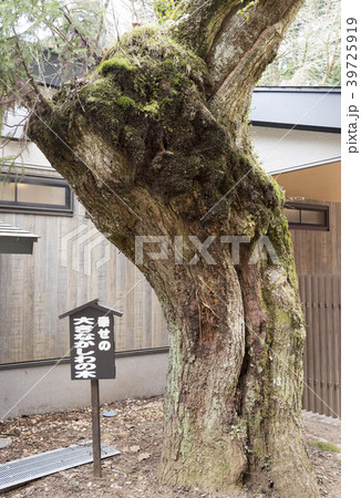 箱根神社の幸せの大きなかしわの木（神奈川県箱根町） 39725919