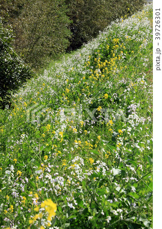 春、川沿いに咲く草花H 春、川沿いに咲く草花H 39726301