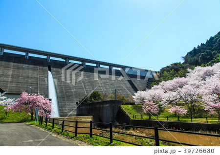 横竹ダムのさくら　【佐賀県嬉野市】 39726680