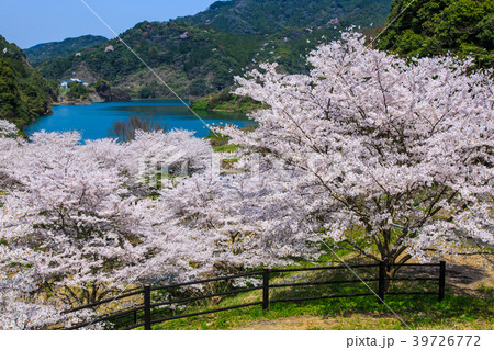 横竹ダムのさくら　【佐賀県嬉野市】 39726772