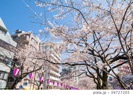 文京区 播磨坂の桜並木 39727205