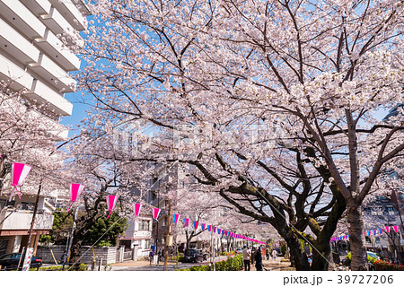 文京区 播磨坂の桜並木 39727206