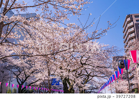文京区 播磨坂の桜並木 文京区 播磨坂の桜並木 39727208