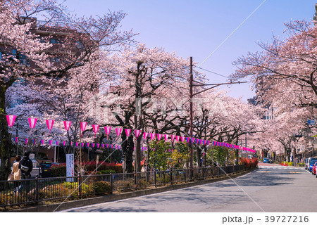 文京区 播磨坂の桜並木 39727216