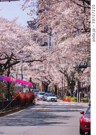 文京区 播磨坂の桜並木 39727220