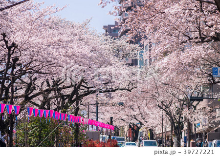 文京区 播磨坂の桜並木 文京区 播磨坂の桜並木 39727221