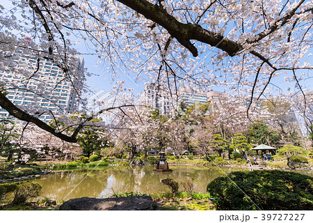 桜咲く日比谷公園の雲形池 桜咲く日比谷公園の雲形池 39727227