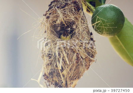 Birds are waiting for food from the nest. 39727450