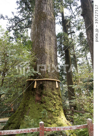 箱根神社の御神木「矢立のスギ」(神奈川県箱根町) 箱根神社の御神木「矢立のスギ」(神奈川県箱根町) 39727517