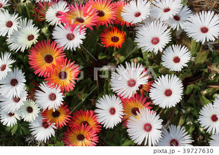 マツバギクの花々 マツバギクの花々 39727630