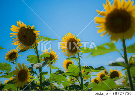 ひまわり ヒマワリ 向日葵 長崎鼻 満開 ひまわり ヒマワリ 向日葵 長崎鼻 満開 39727756