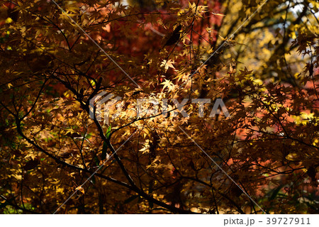 菊池神社の紅葉 菊池神社の紅葉 39727911