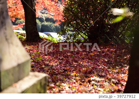 菊池神社の紅葉 菊池神社の紅葉 39727912