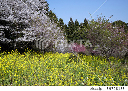 宇都宮　豊郷　まほろばの郷　里山 39728183