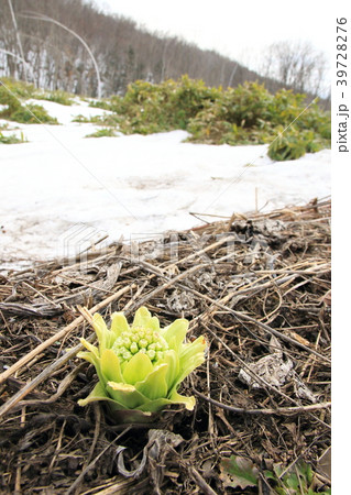 フキノトウ 北海道帯広市 フキノトウ 北海道帯広市 39728276