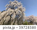 しだれ桜 39728380