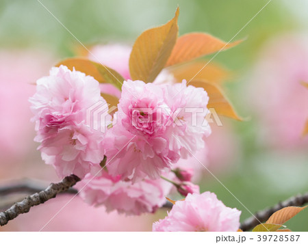 八重桜 関山の写真素材