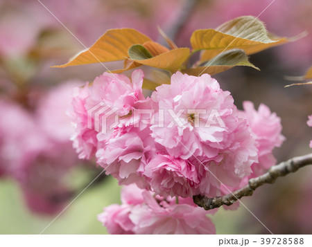 八重桜 関山の写真素材