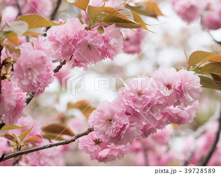 八重桜　関山 39728589