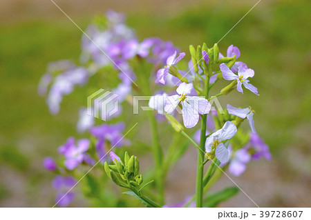 ロイヤリティフリー大根 花びら すべての美しい花の画像