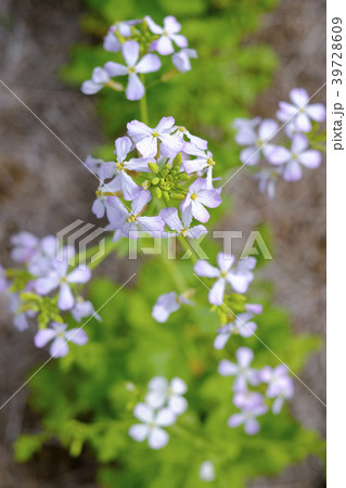 蕪大根の花　 39728609