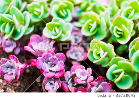 ヒダカミセバヤ 北海道小樽市 ヒダカミセバヤ 北海道小樽市 39728645