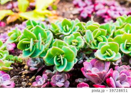 ヒダカミセバヤ 北海道小樽市 ヒダカミセバヤ 北海道小樽市 39728651
