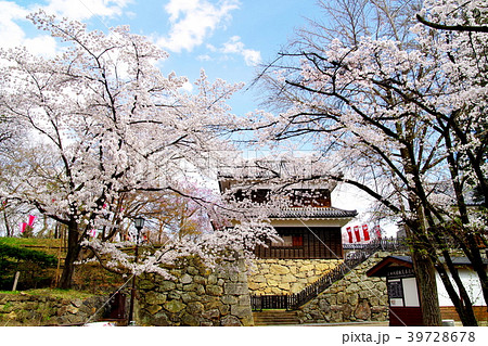 桜　上田城跡公園 39728678