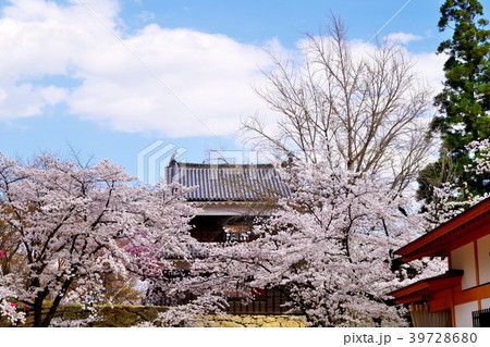 桜　上田城跡公園 39728680