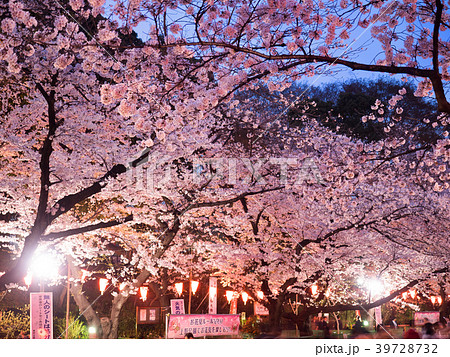 上野公園の夜桜 39728732